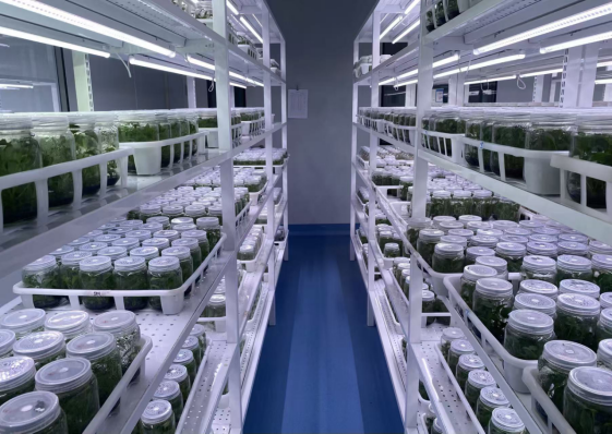 安徽亳州：“中医药+文旅”吸引八方游客