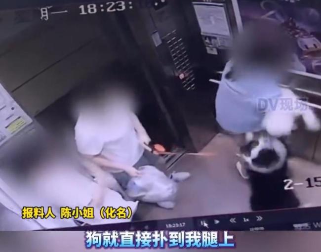 女子电梯被狗抓伤主人拒赔偿