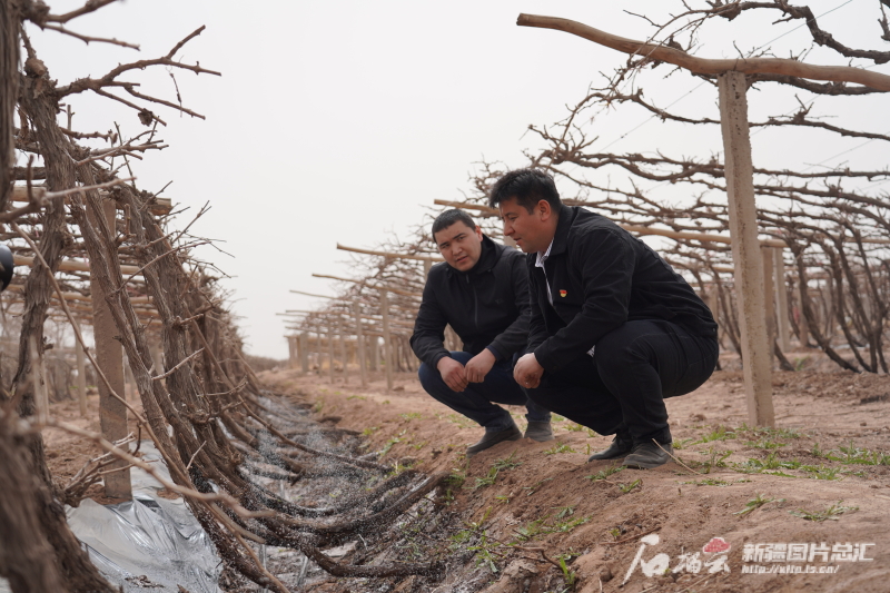 一年省出9个西湖 看吐鲁番如何高效节水种葡萄