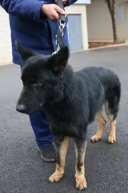 云南16头搜救犬求领养 爱心人士速进