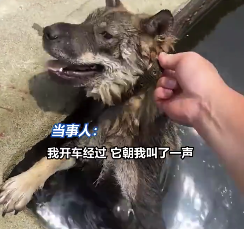 小狗掉水池抓出血印苦苦支撑终被救 男子:水池很偏僻,不容易被注意到