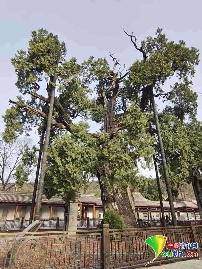 树脉扎根处，文脉繁花盛 陕西在古树守护中续写文明新篇章