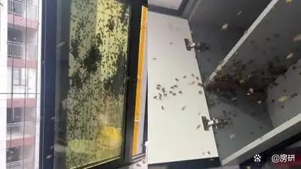 30层住户家飞进大批蜜蜂筑巢