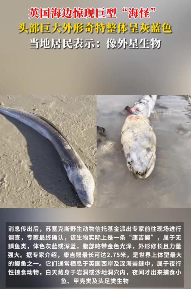 专家回应英国海边出现巨型海怪