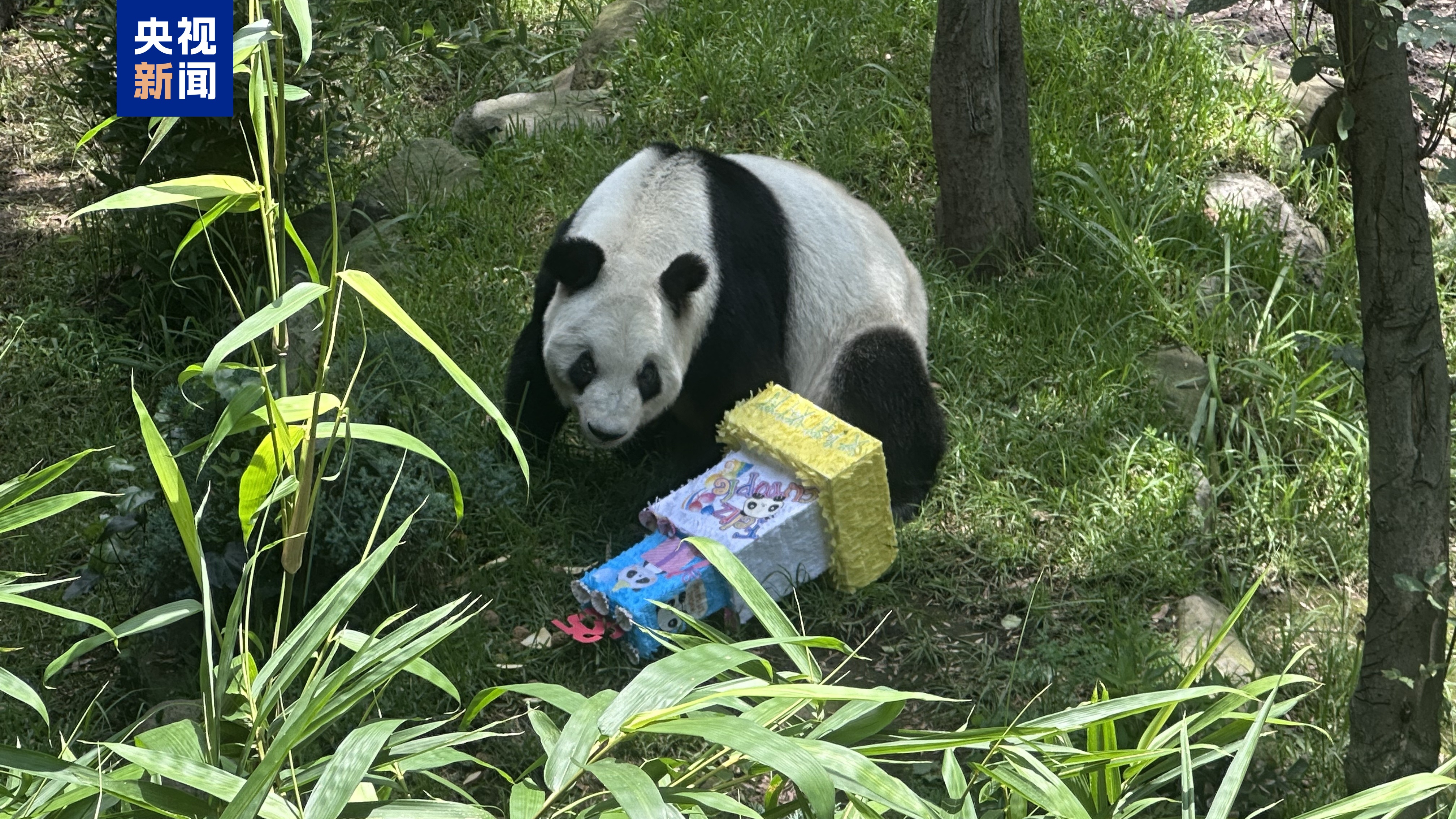 海外现存最长寿大熊猫“欣欣”在墨西哥城迎来35岁生日 海外现存最长寿大熊猫“欣欣”在墨西哥城迎来35岁生日