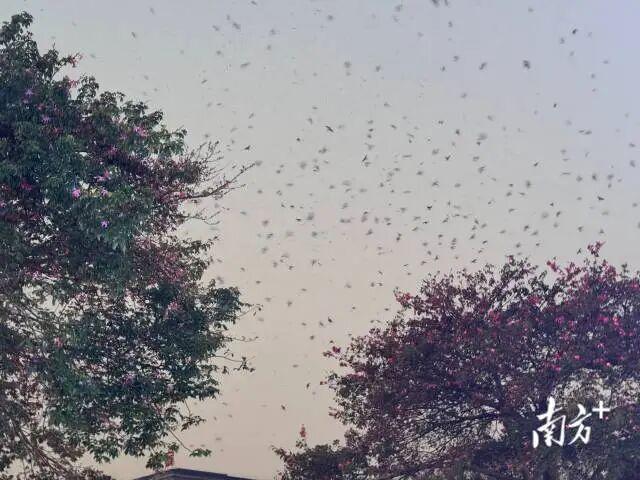 佛山“鸟屎袭城” 官方：无需恐慌