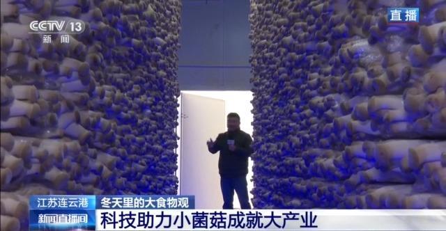 视频丨自主育种+智能生产双轮驱动 小菌菇也做成大产业