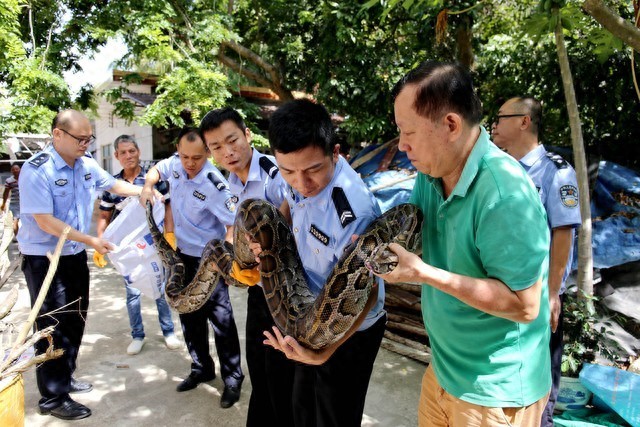 大蛇横卧路中央民警拿棍驱赶