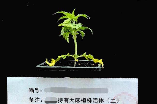 夫妻在家中种植大麻双双被抓