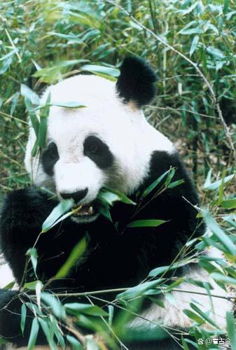 夫妻煽动网暴大熊猫专家 双双获刑
