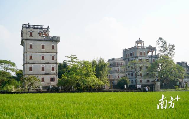 广东省唯一的世界文化遗产“开平碉楼与村落”。南方+记者 石磊 见习记者 赵子杰 摄