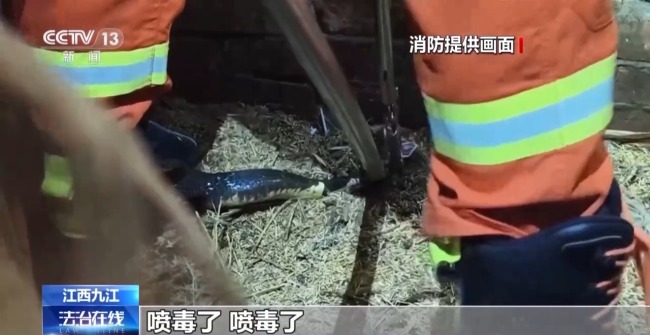 夏季“蛇咬伤”频发 这些常见操作可致截肢！