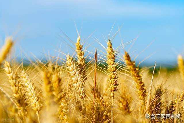 小麦“越涨越猛”，彻底好起来了