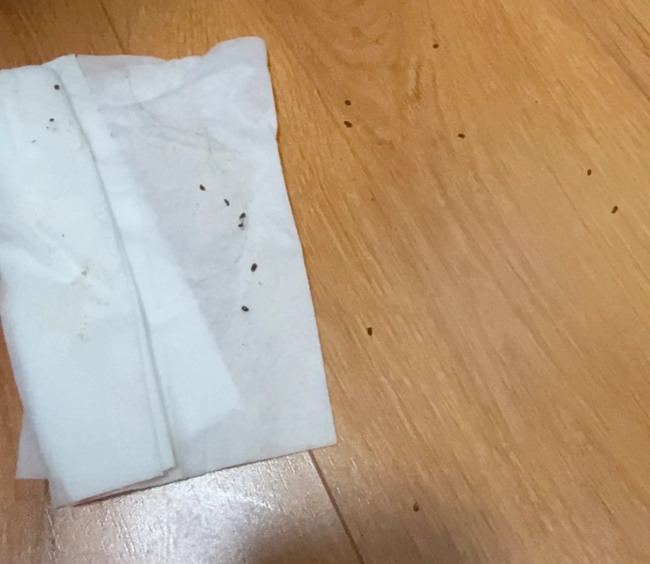 床上莫名出现小虫 源头竟是艾草锤