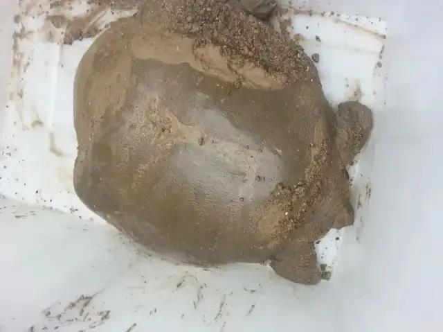 浙江发现一只大型野生鼋