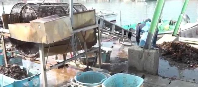 日本广岛牡蛎大规模死亡