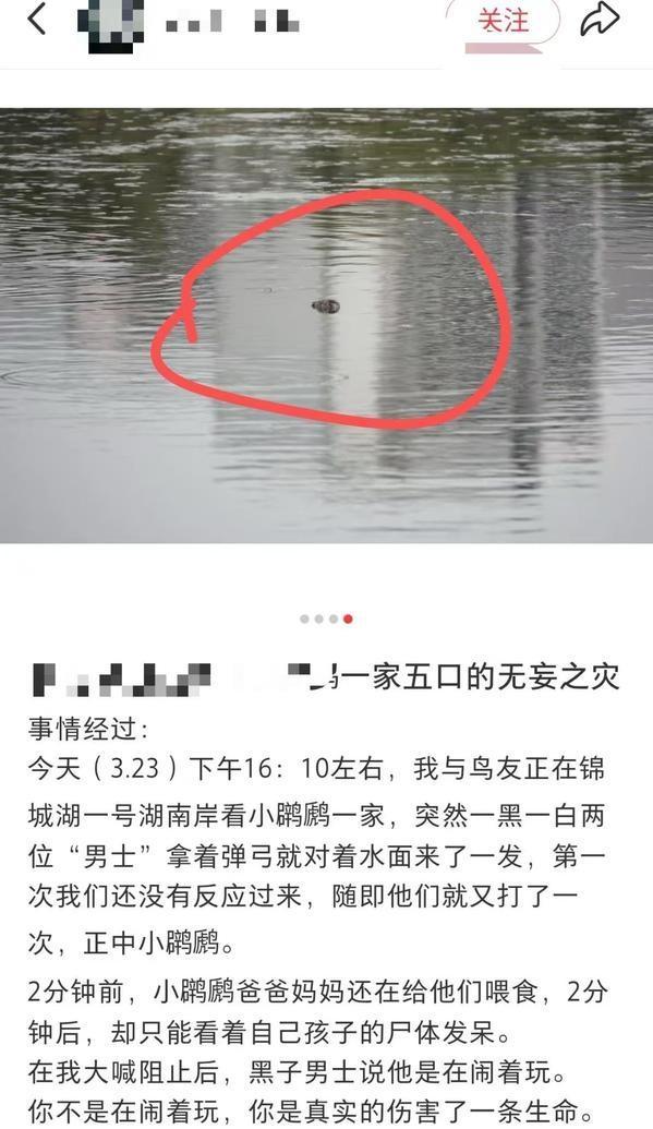 成都通报男子用弹弓射击鸟类 不文明行为引发众怒