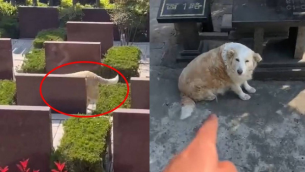 狗狗在墓园食祭品肥成猪。