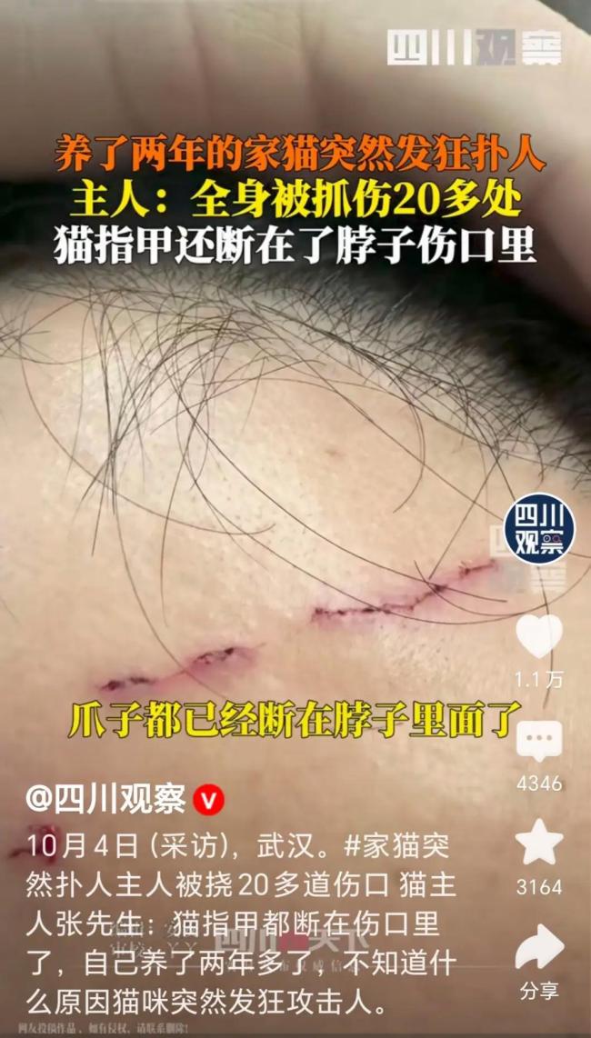 养了两年的家猫突然发狂攻击主人