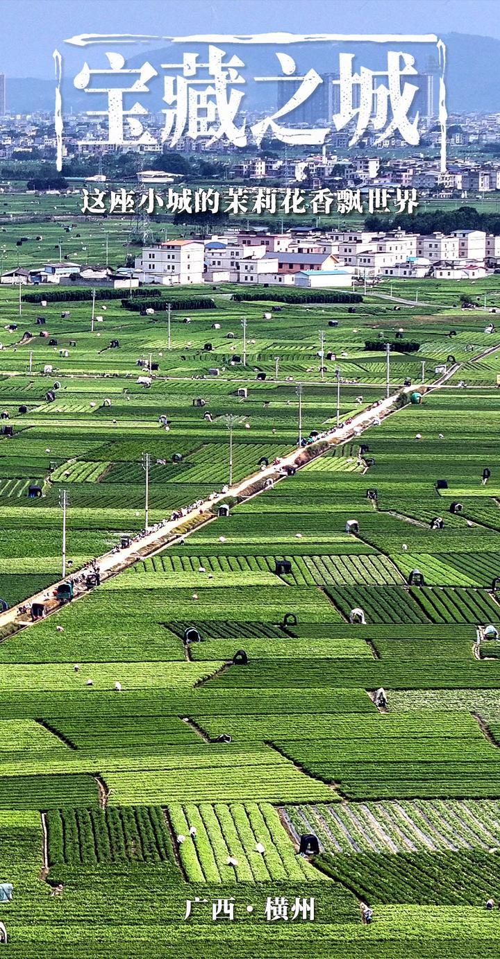 宝藏之城｜这座小城的茉莉花香飘世界