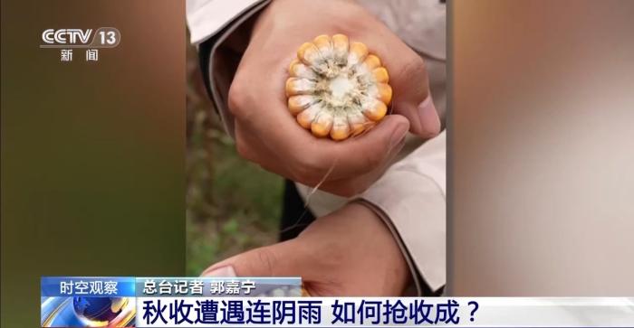 降温降雨对秋收有何影响?各地保秋粮有困难也有办法