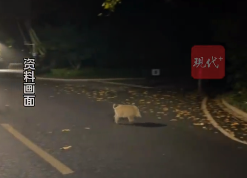 南京大学全校找野猪！网友：野猪也来上大学吗