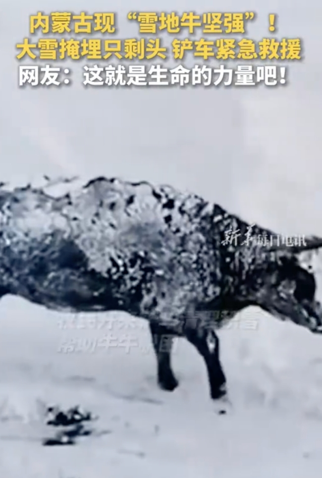 内蒙古现“雪地牛坚强”