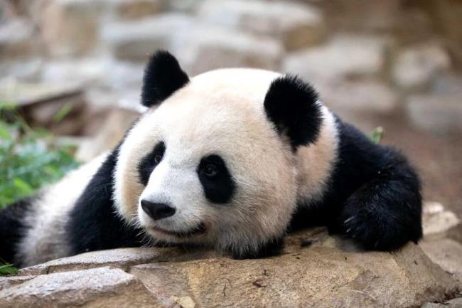 马克龙访华把熊猫弄到手了