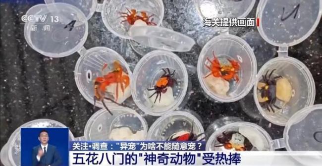 养“异宠”或危害国家安全