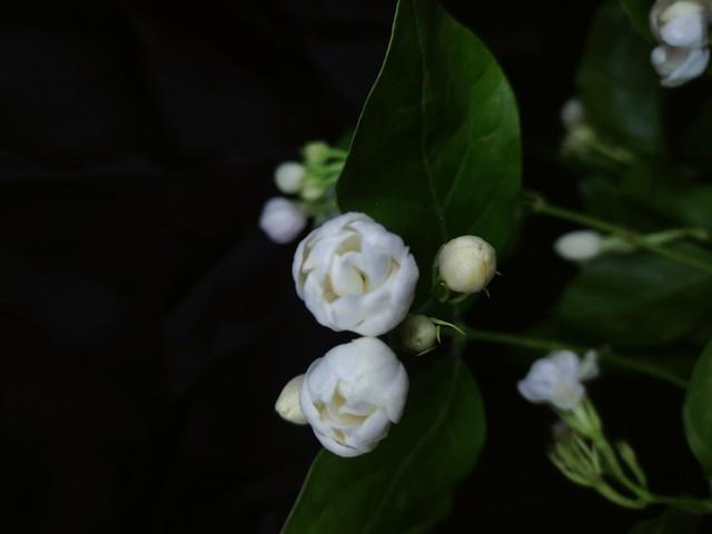 茉莉花茶竟能做包包