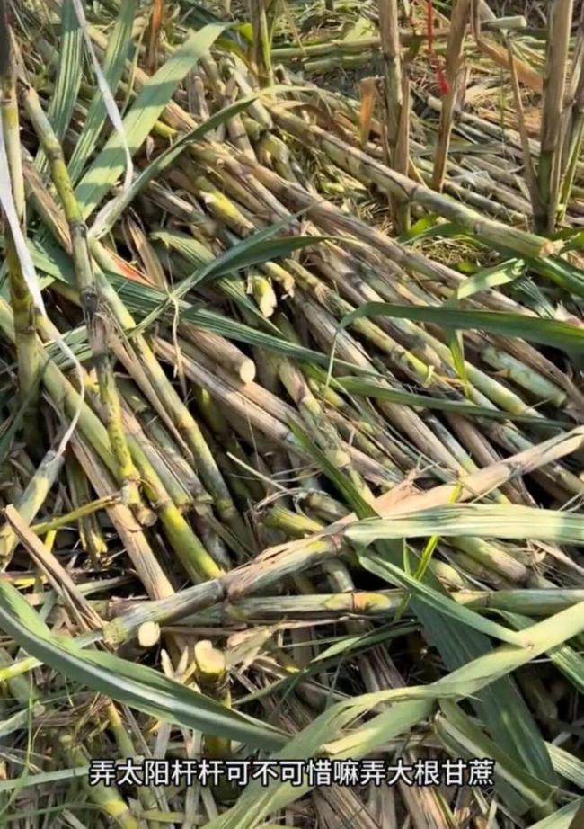 “甘蔗哥”增入场费后仍迎上千游客