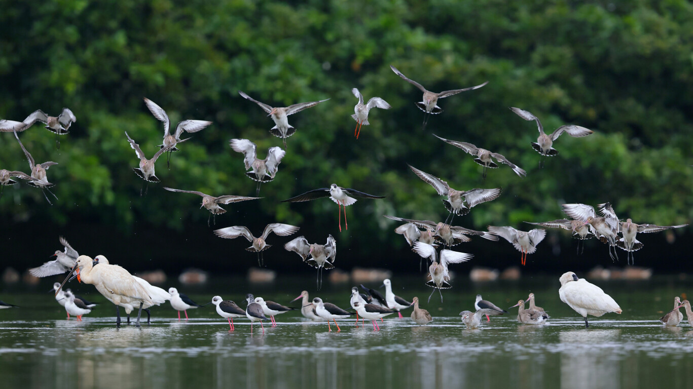 广州市南沙湿地候鸟(通讯员供图)