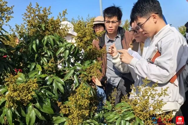 茂名市气象局技术人员联合创新团队实地调查荔枝花发育期生长情况 吴伟棠摄影。