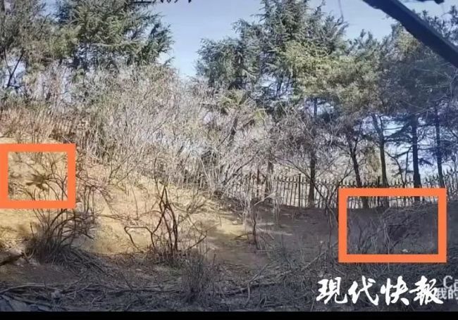 大连梅花鹿遭野狗追逐坠落死亡