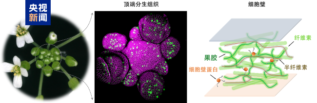 科研新突破！中国科学家破解植物再生密码