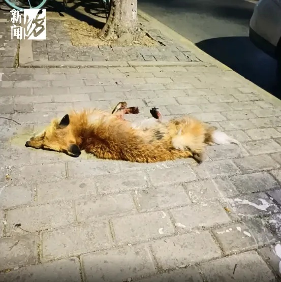 上海某小区出现的狐狸已死亡