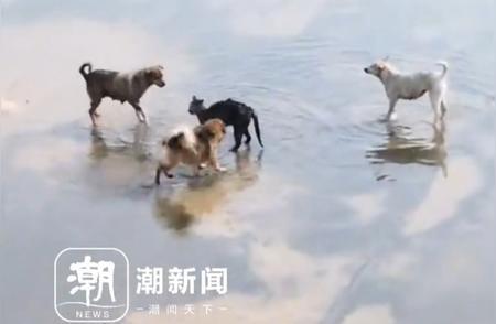 小猫被三只狗围攻 男子迅速开车救助 网友称赞英雄举动
