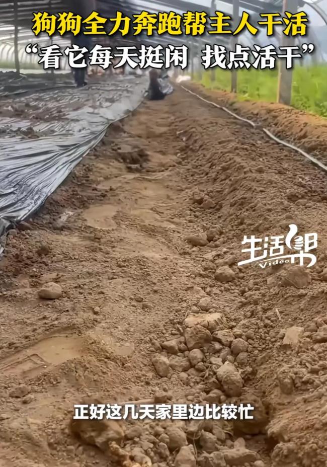 狗狗被拉去干农活1只狗能顶3个人 聪明帮手显神威