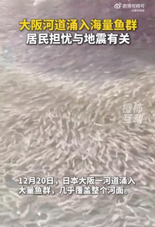 日本大阪一河道涌入大量鱼群