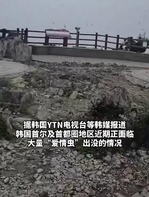 首尔“爱情虫”爆发民众崩溃