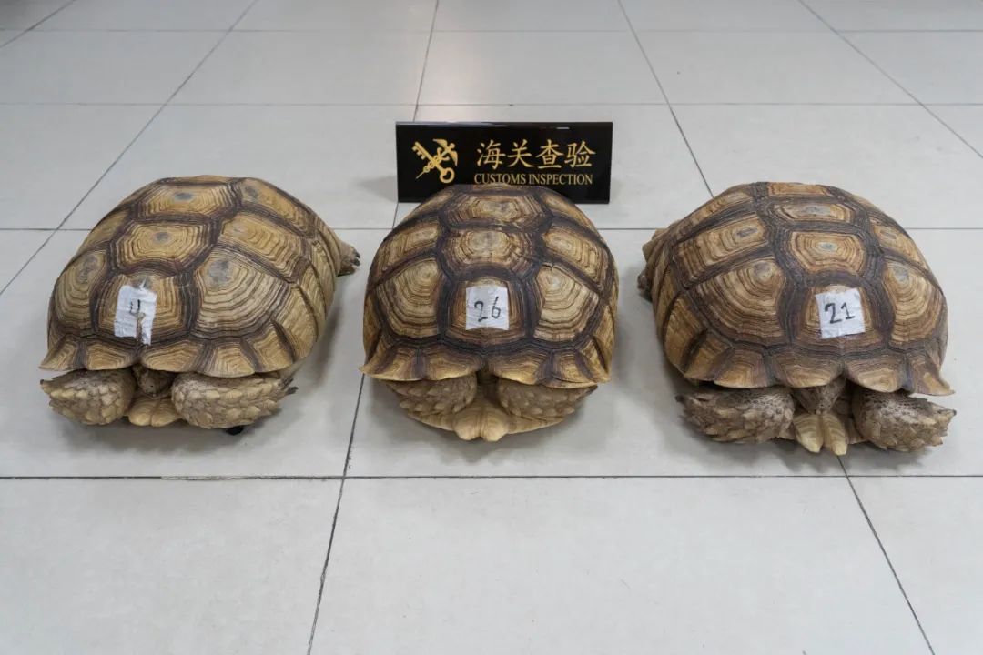 图源：“海关发布”微信公众号