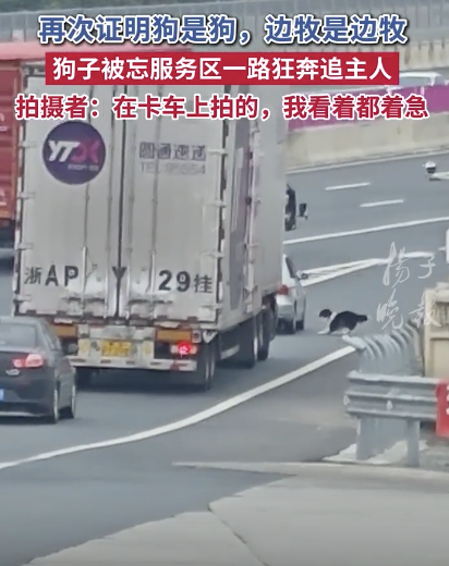 狗子被忘服务区狂奔追赶主人