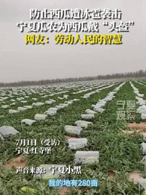 宁夏瓜农为西瓜戴“头盔”防冰雹！