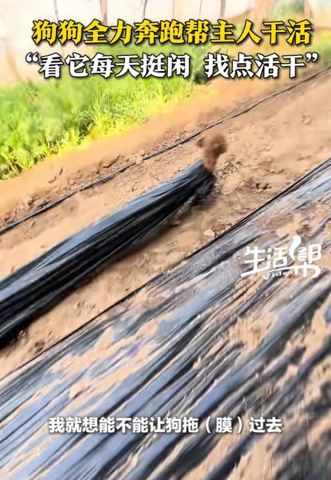 狗狗被拉去干农活1只狗能顶3个人 聪明帮手显神威