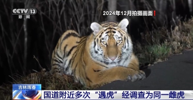 国道附近人虎“狭路相逢” 记者调查发现系同一只