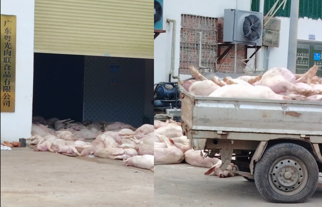 肉联食品企业堆放大量死猪 当地回应