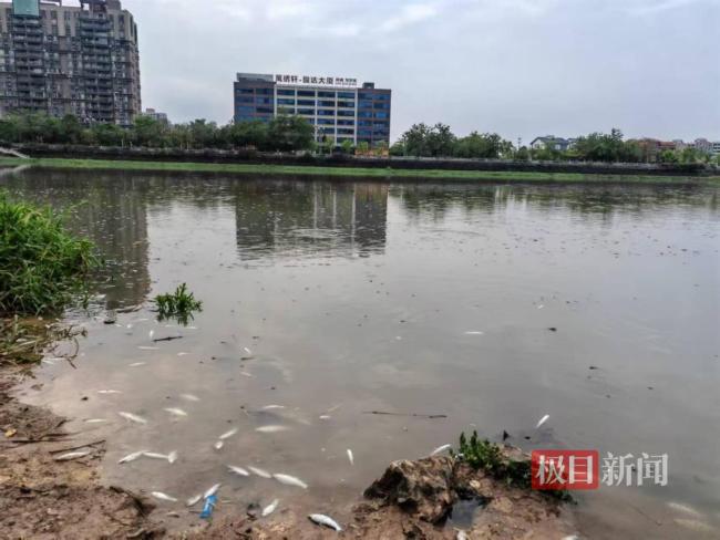 东莞一河流突现大片死鱼