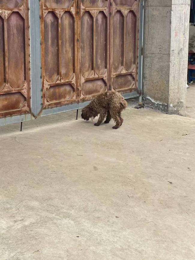 泼天流量砸中云南乡土男团bigbang