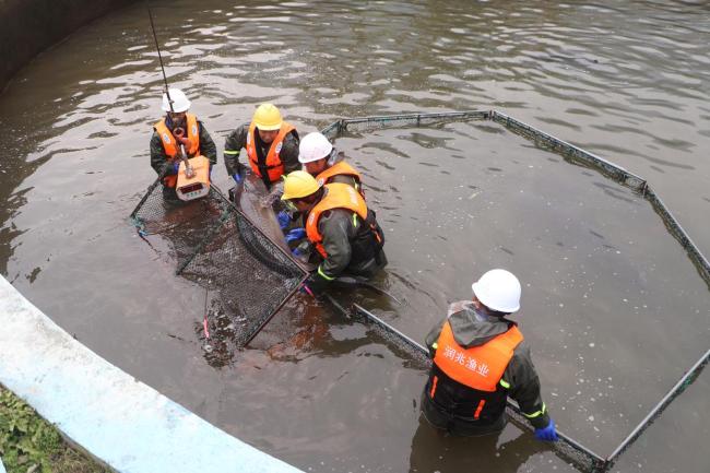 中国正引领全球鱼子酱产业