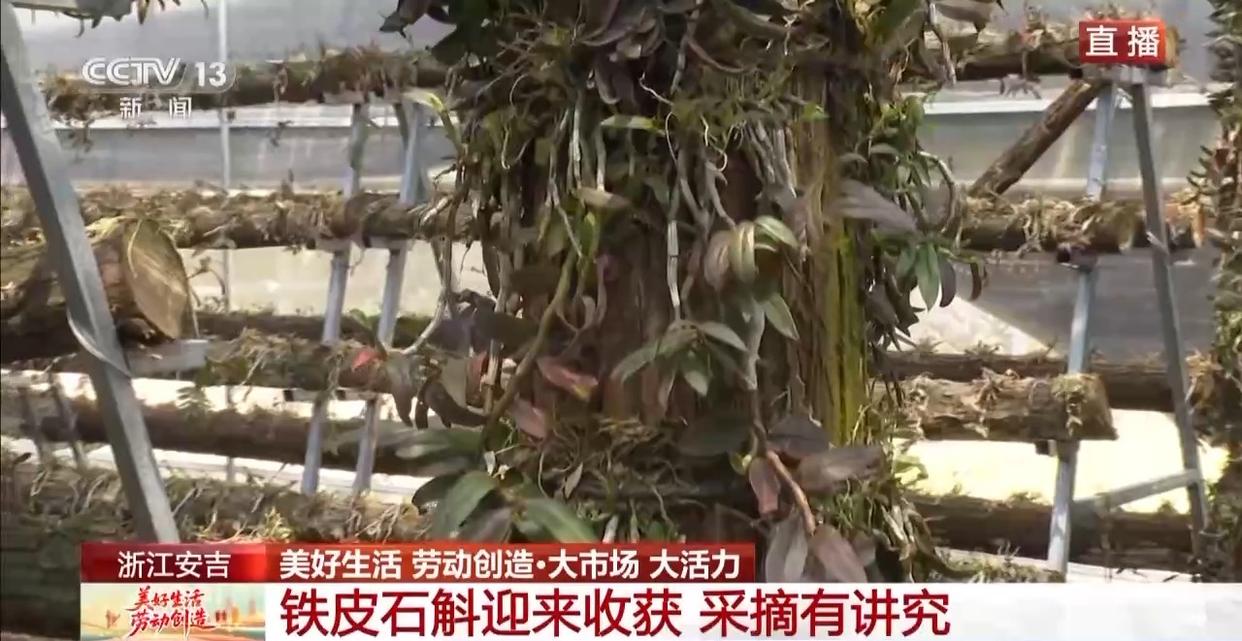 大市场 大活力丨为何要在树上种铁皮石斛?这里石斛“上树”林下“生金”